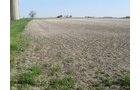 Property photo 15 - 172 Acres Offered in 3 Tracts - Prime Farmland